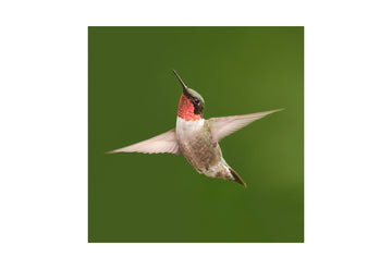 Ruby-throated Hummingbird (m), Metal Panel