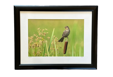 Springtime (Red-Winged Blackbird, f), Framed Gallery Print