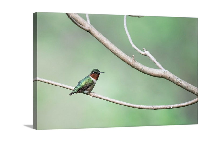 Ruby-throated Hummingbird - Canvas Print