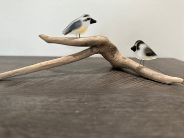 Red-breasted Nuthatch & Chickadee Chick Pair