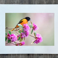 Baltimore Oriole ~ 13"x19" Signed Collector Print with mat