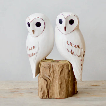 Baby Barn Owl Pair