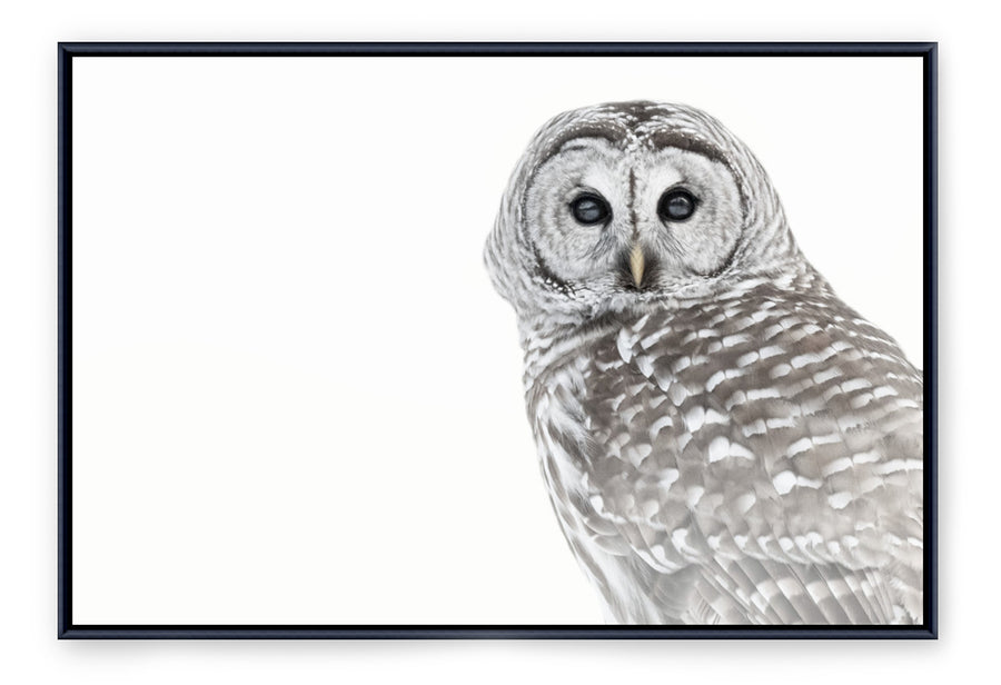 Barred Owl - Framed Canvas Print