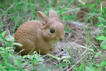 Sitting Rabbit