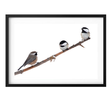 Boreal & Black-capped Chickadees