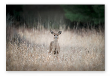 White-tailed deer in the Mist - Metal Print