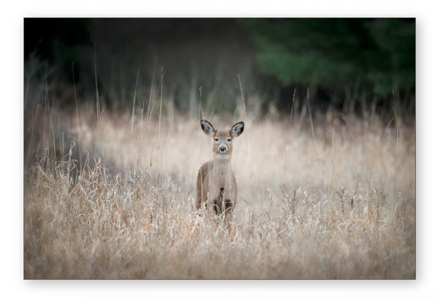 Misty White-tailed Deer, HD Metal Panel
