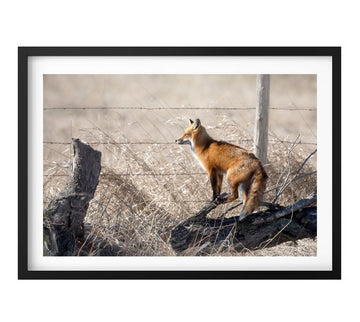 Red Fox