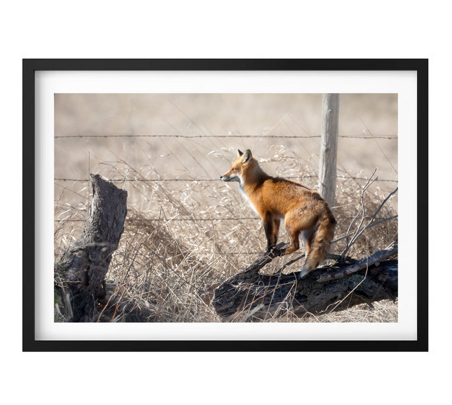Red Fox