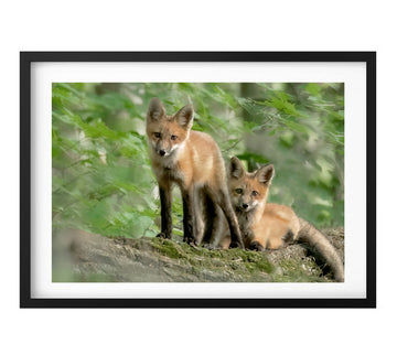 Red Fox Kits