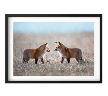 Red Foxes