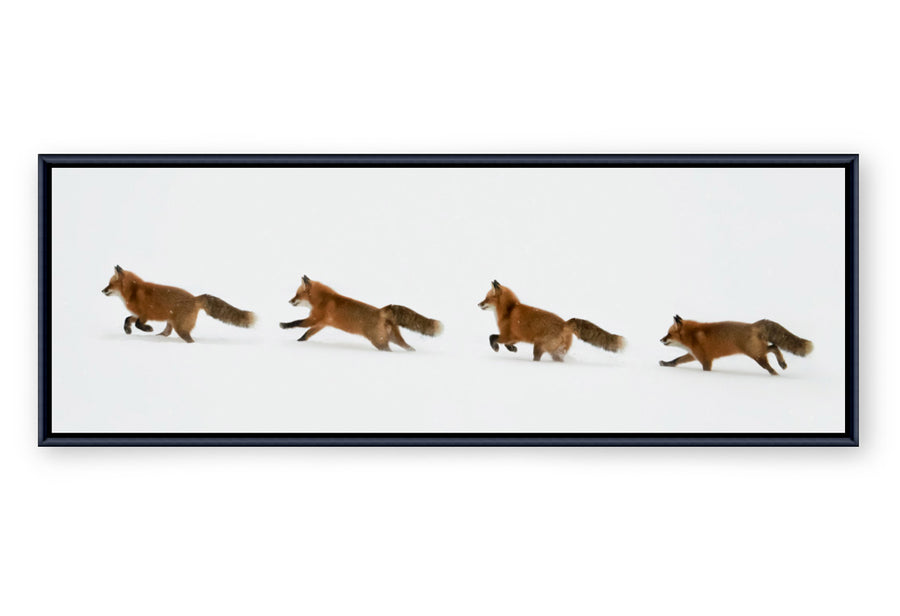 Red Fox - Framed Canvas Print