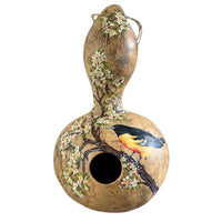 Baltimore Oriole Gourd