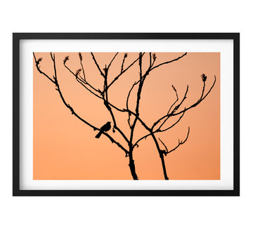 Gray Catbird Silhouette