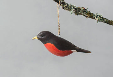 American Robin