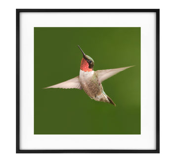 Ruby-throated Hummingbird (m)