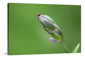 Ladybug on Siebold's Plantain Lily, Canvas Print