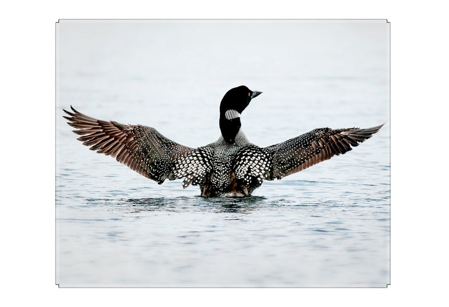 Common Loon - LUX Metallic Acryic Block