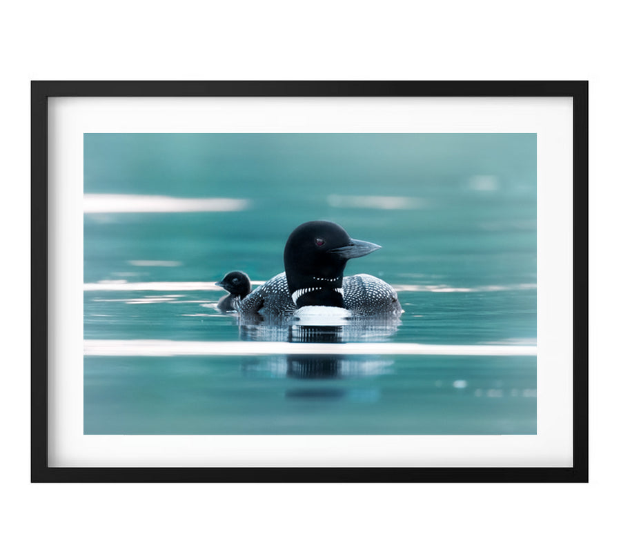 Loon with Chick