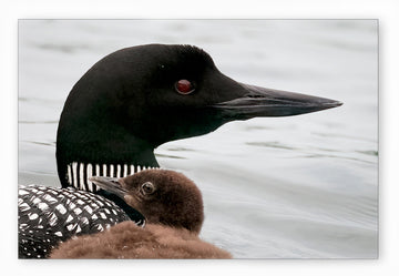Common Loon with Chick, HD Metal Panel