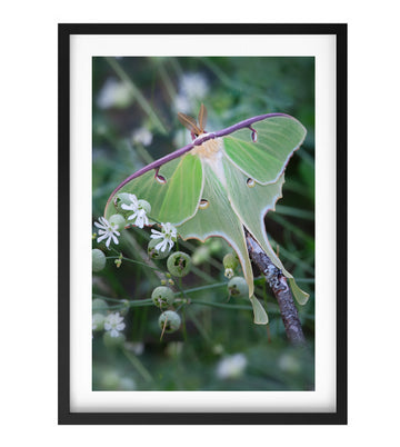 Luna Moth