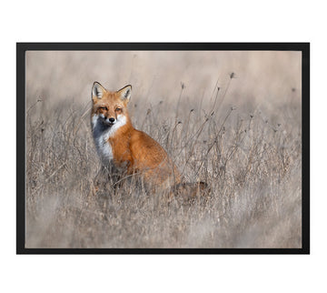 Red Fox, HD Metal Panel