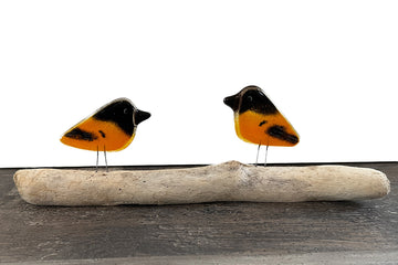 Baltimore Orioles, Perched Chick Pair