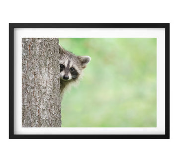 Raccoon