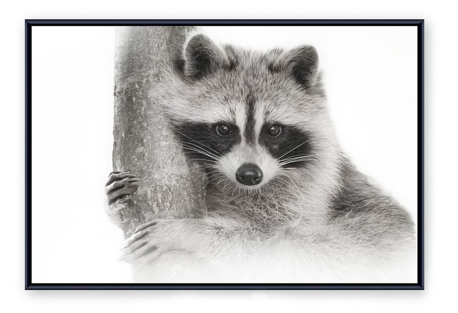 Raccoon - Framed Canvas Print