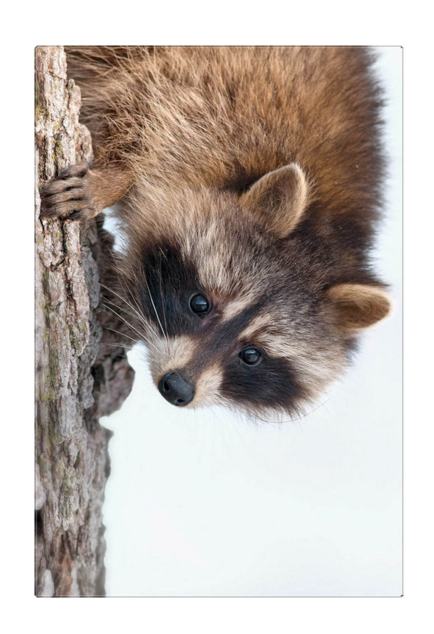 Raccoon, HD Metal Panel