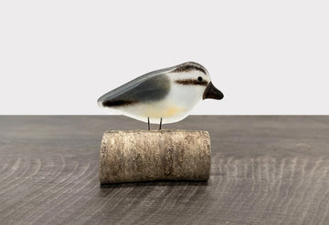 Perched Red~breasted Nuthatch Chick