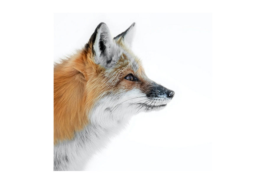 Red Fox - LUX Metallic Acryic Block