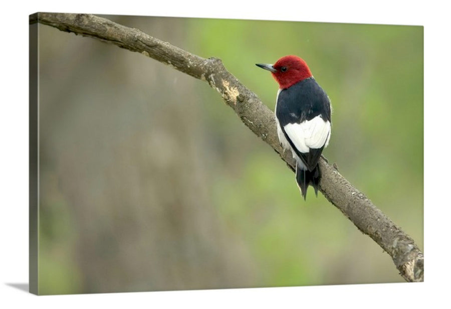 Red-headed Woodpecker, Canvas Print