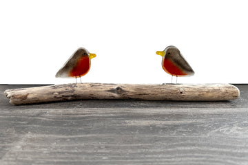 American Robins, Chick Pair