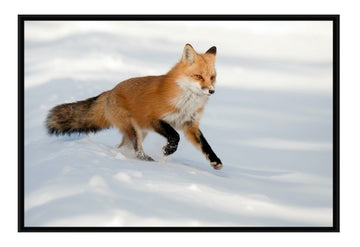 Running Red Fox, Framed Canvas Print