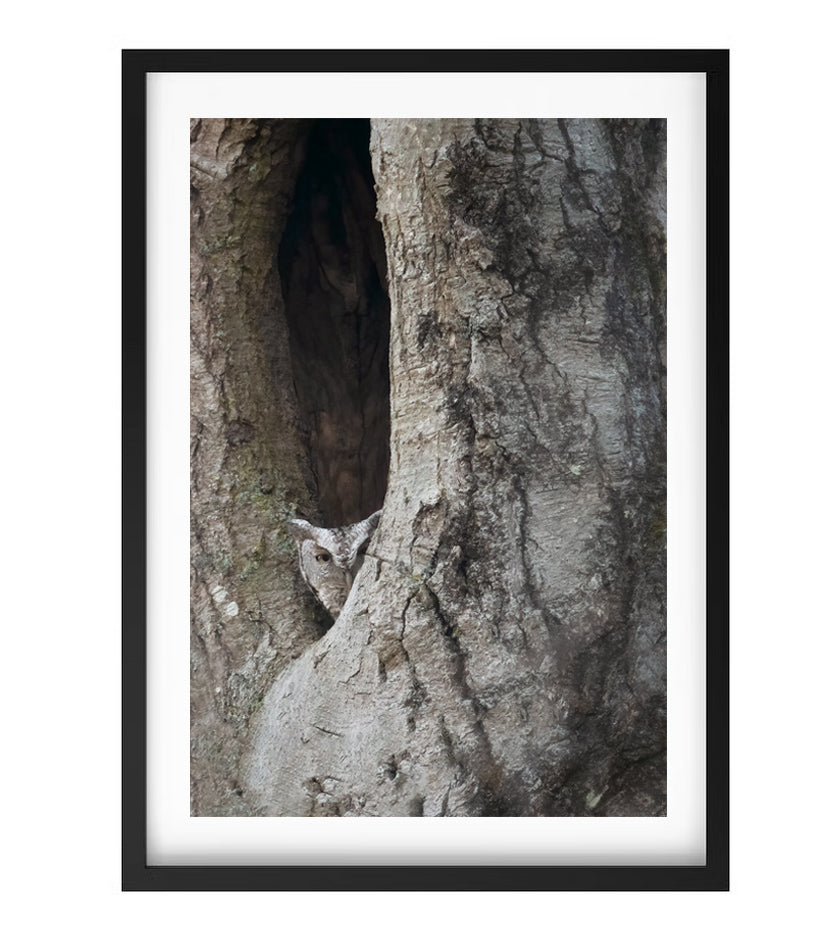 Eastern Screech Owl
