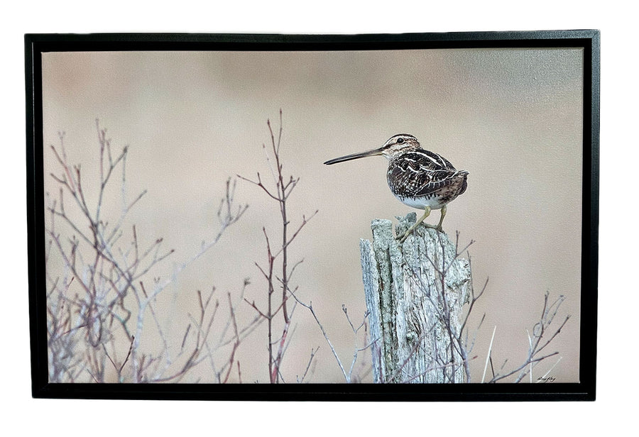 Wilson's Snipe,  Framed Canvas