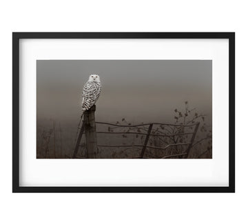 Snowy Owl