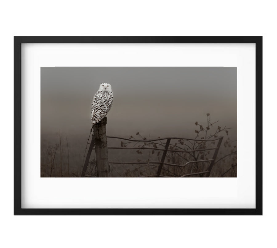 Snowy Owl