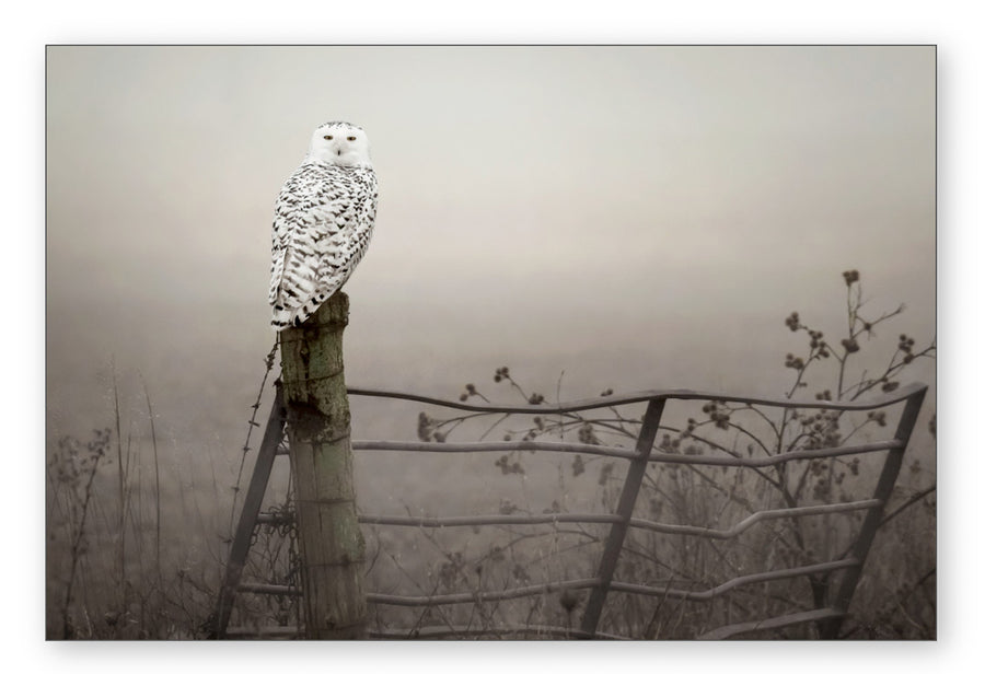 Foggy Morning Snowy Owl, HD Metal Panel