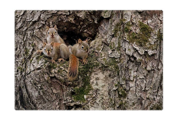 Red Squirrel Family, HD Metal Panel