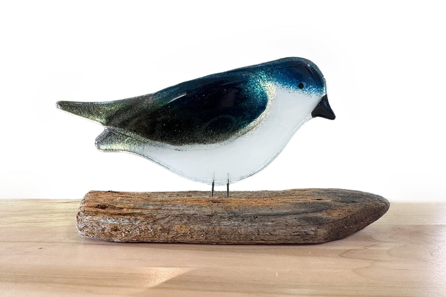 Tree Swallow, perched