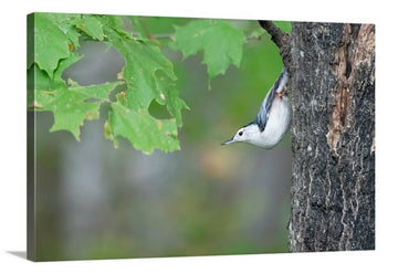 White-breasted Nuthatch - Canvas Print