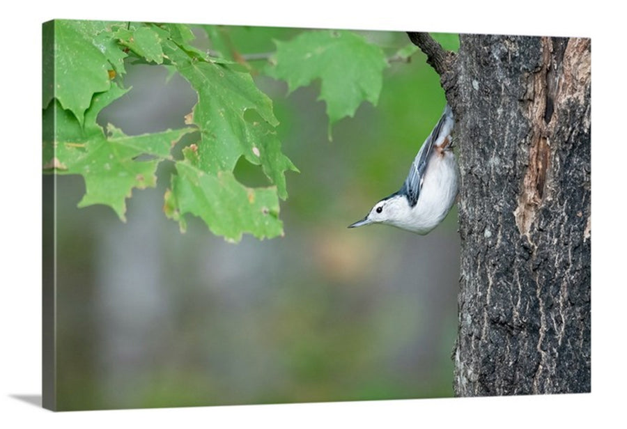 White-breasted Nuthatch, Canvas Print