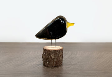 Perched Blackbird Chick