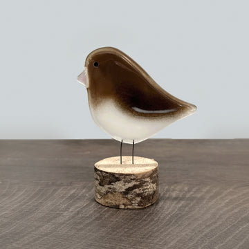 Perched Junco