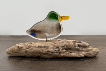 Perched Mallard