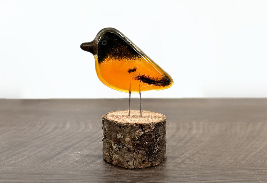 Perched Oriole Chick