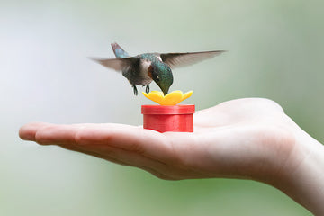 Handheld Hummingbird Feeder