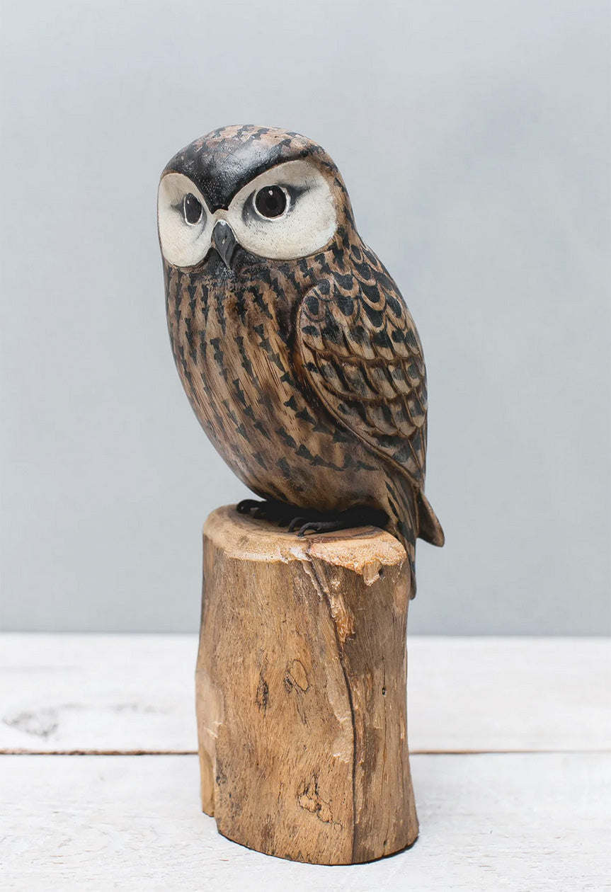 Saw-whet Owl